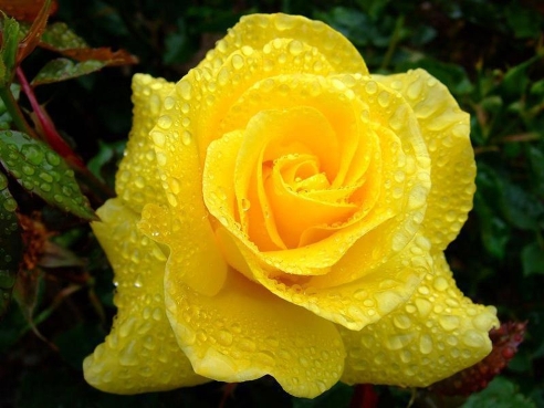 Chia sẻ hơn 87 hình nền hoa hồng vàng 3d mới nhất  cbnguyendinhchieu