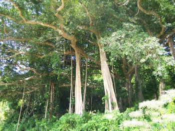Khu bảo tồn thiên nhiên Sơn Trà - Đà Nẵng